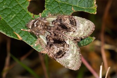 褐丸胯舟蛾 Syntypistis pallidifascia pallidifascia 雌蟲