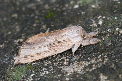 天社舟蛾 Tensha striatella 雄蟲