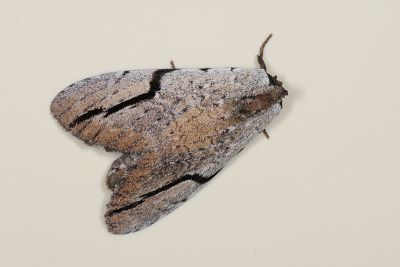 Lophocosma nigrilinea geniculata 雄蟲