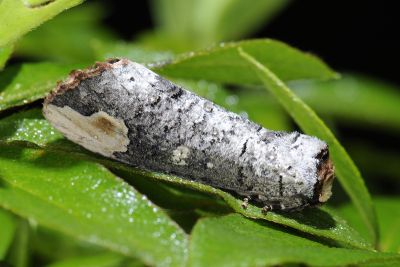 高砂掌舟蛾 Phalera takasagoensis 雄蟲
