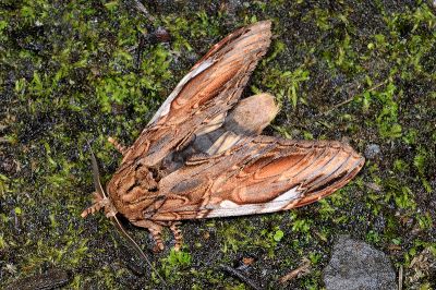 巨垠舟蛾 Acmeshachia gigantea 雄蟲
