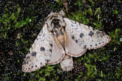 雙點潘舟蛾 Libido bipunctata 雄蟲