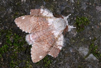 臺蟻舟蛾 Stauropus teikichiana teikichiana 雄蟲