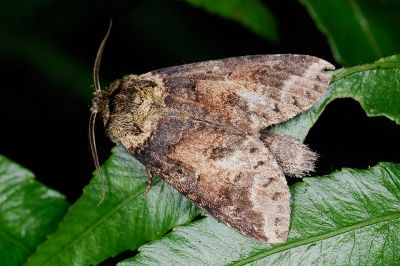 連點新林舟蛾 Neodrymonia basalis seriatopunctata 雄蟲