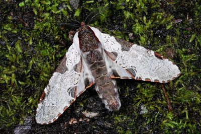 鹿枝背舟蛾 Harpyia formosicola 雄蟲