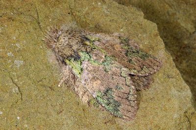 齒紋胯舟蛾 Syntypistis umbrosa 雄蟲