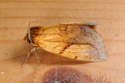 金優舟蛾 Eushachia aurata auripennis 雄蟲
