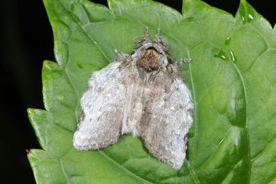 中灰舟蛾 Liparopsis postalbida 雄蟲