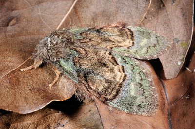 褐丸胯舟蛾 Syntypistis pallidifascia pallidifascia 雄蟲