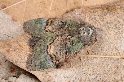 褐丸胯舟蛾 Syntypistis pallidifascia pallidifascia 雄蟲