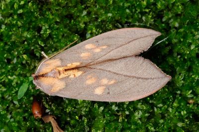 黃斑舟蛾 Togaritensha curvilinea curvilinea 雄蟲