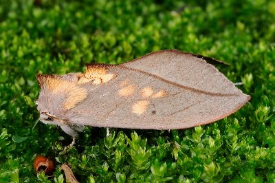 黃斑舟蛾 Togaritensha curvilinea curvilinea 雄蟲