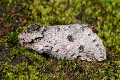 雙點潘舟蛾 Libido bipunctata