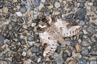 連點新林舟蛾 Neodrymonia basalis seriatopunctata 雌蟲