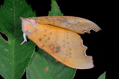 凹緣黃星舟蛾 Euhampsonia formosana 雄蟲