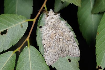 明胯舟蛾 Syntypistis perdix perdix 雄蟲