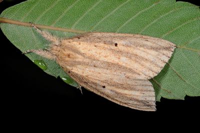 密角紆舟蛾 Periergos antennae 雌蟲