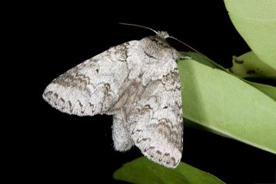 銳齒新林舟蛾 Neodrymonia acuminata 雌蟲