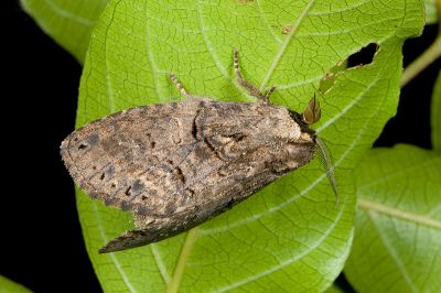 絲舟蛾 Higena trichosticha 雌蟲