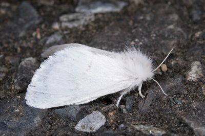 白雪舟蛾 Gazalina purificata 雌蟲