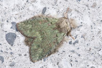 青苔胯舟蛾 Syntypistis cyanea cyanea 雄蟲