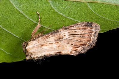 木靄舟蛾 Hupodonta lignea 雄蟲
