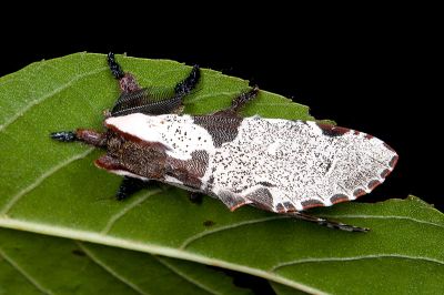 鹿枝背舟蛾 Harpyia formosicola 雄蟲
