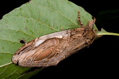 巨垠舟蛾 Acmeshachia gigantea 雌蟲