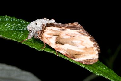 雲舟蛾 Neopheosia fasciata fasciata 雌蟲