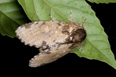 星內斑舟蛾 Peridea moorei ochreipennis 雌蟲