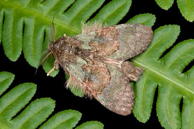 褐丸胯舟蛾 Syntypistis pallidifascia pallidifascia 雄蟲