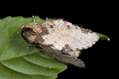 星內斑舟蛾 Peridea moorei ochreipennis 雄蟲