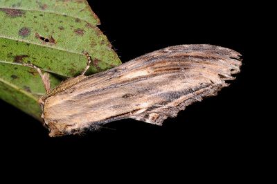 帶紋峭舟蛾 Rachia striata 雄蟲