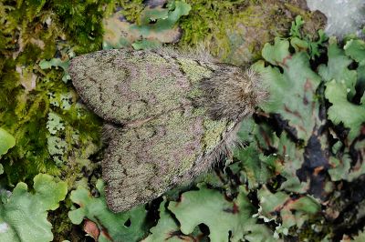 綠胯舟蛾 Syntypistis viridipicta 雄蟲