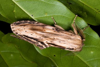 線峭舟蛾 Rachia lineata 雄蟲