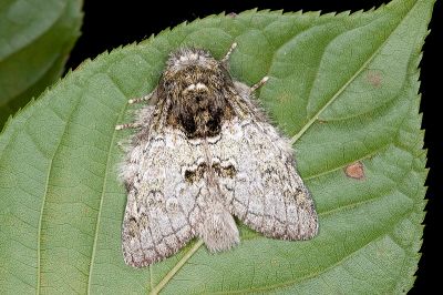 基黑胯舟蛾 Syntypistis nigribasalis nigribasalis 雄蟲