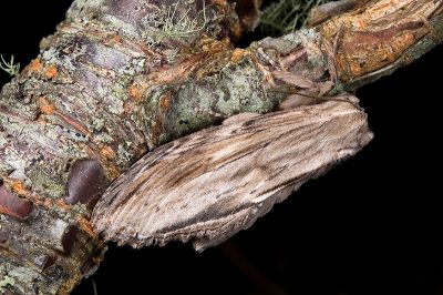帶紋峭舟蛾 Rachia striata 雌蟲