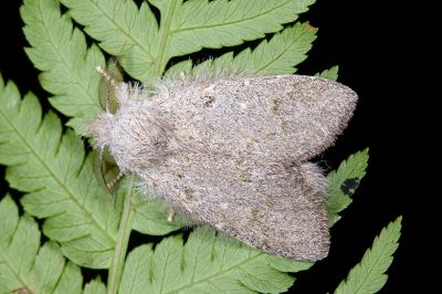 淡紋胯舟蛾 Syntypistis subgeneris subgeneris 雄蟲