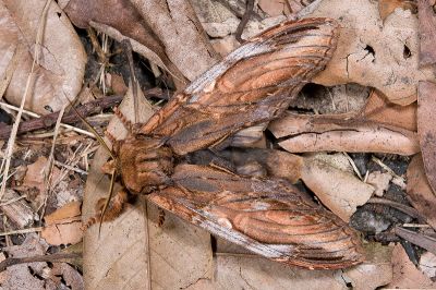 巨垠舟蛾 Acmeshachia gigantea 雄蟲