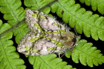 瑟舟蛾 Somera viridifusca viridifusca 雄蟲
