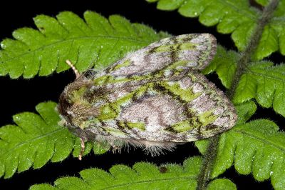 瑟舟蛾 Somera viridifusca viridifusca 雄蟲