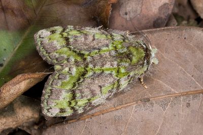 瑟舟蛾 Somera viridifusca viridifusca 雄蟲