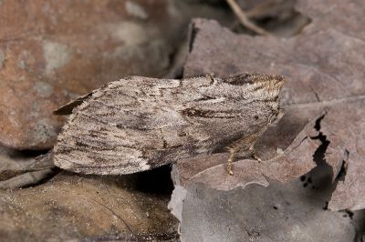 類異齒舟蛾 Allodontoides tenebrosa 雌蟲