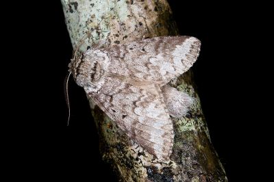 藕色新林舟蛾 Neodrymonia comes 雄蟲