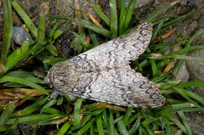 高山迴舟蛾 Disparia nigrofasciata 雌蟲