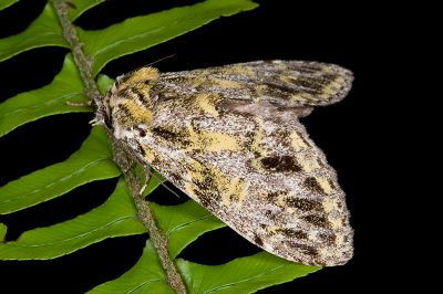 金絲舟蛾 Pseudosomera noctuiformis yunwu 雌蟲