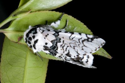 新鋸舟蛾 Neocerura liturata liturata 雄蟲