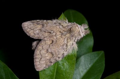 齒紋胯舟蛾 Syntypistis umbrosa 雄蟲