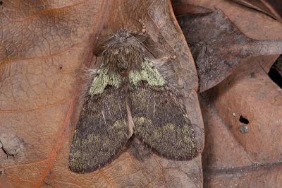 線胯舟蛾 Syntypistis lineata 雄蟲