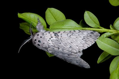 Cerura erminea formosana 雄蟲